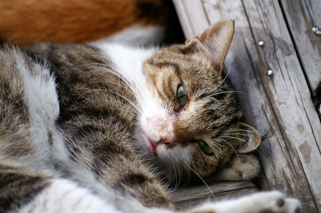 公園の管理人さん