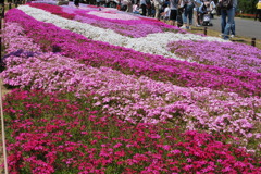 芝桜満開