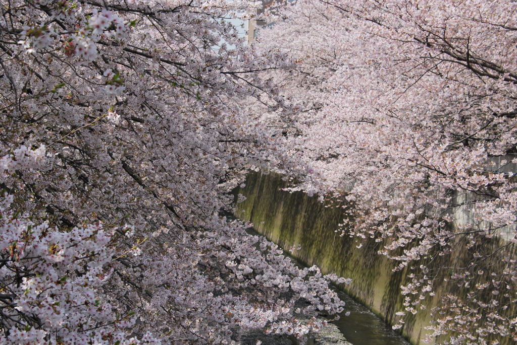 面影橋神田川さくら