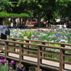 菖蒲の橋にて