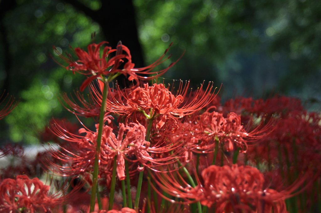 曼珠沙華
