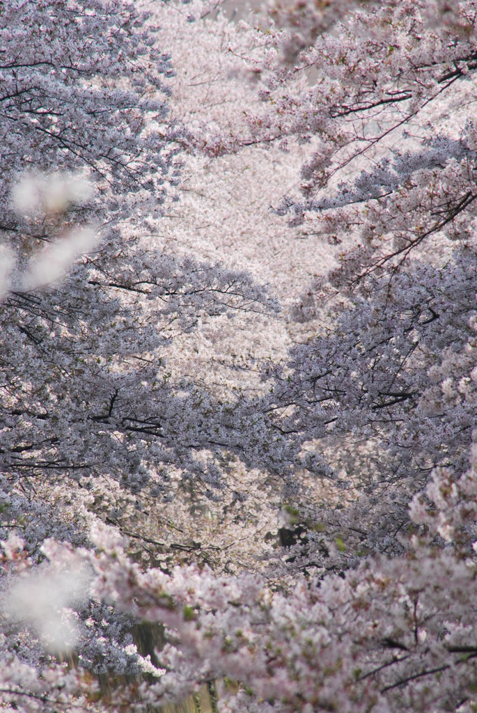 面影橋神田川さくら