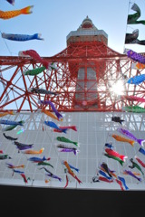 東京タワーと風に泳ぐ333匹の鯉