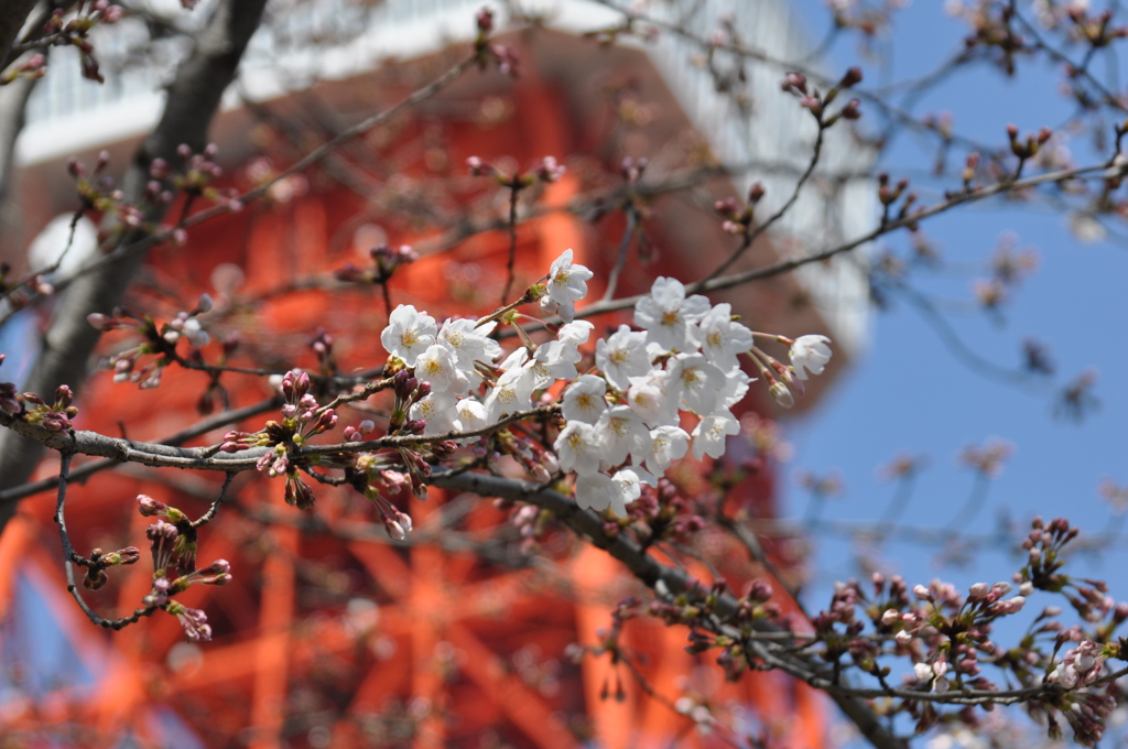 桜、咲いたよ