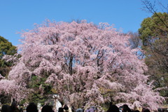 10.3.30六義園枝垂れ桜_051