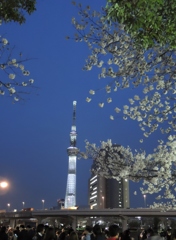 ツリーと桜