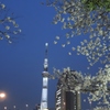 ツリーと桜