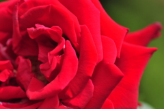 情熱の紅バラ