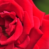 情熱の紅バラ