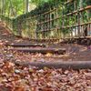 路の落ち葉