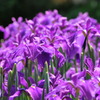 完熟菖蒲