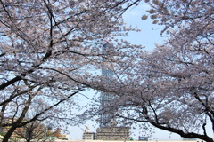 _008.4.3桜祭り_053.4.3隅田川_053