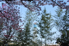 _006.4.3桜祭り