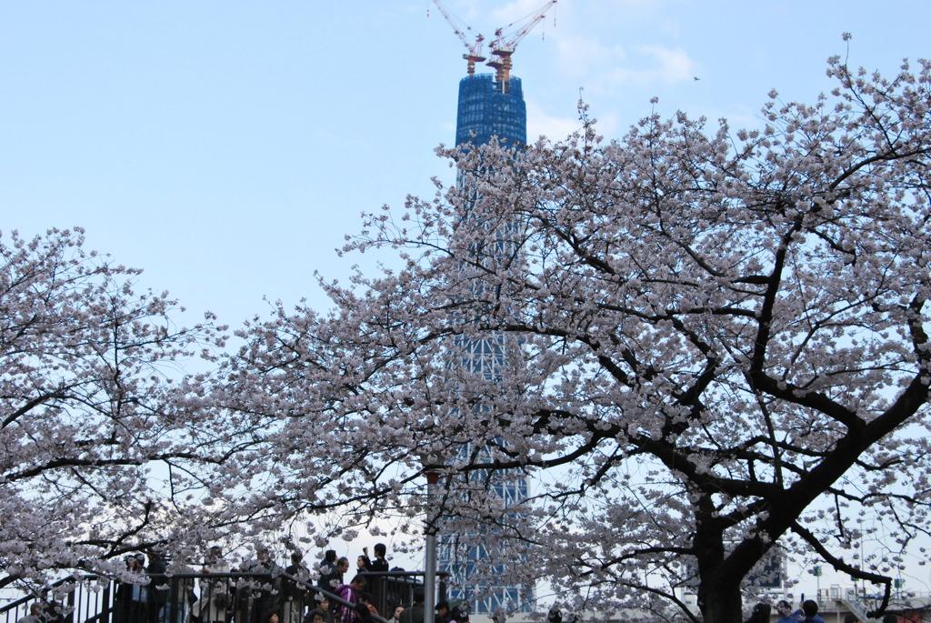 _009.4.3桜祭り_094.4.3隅田川_094