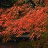 赤く紅葉し