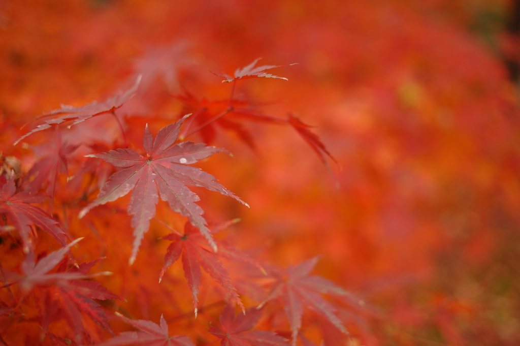 various red