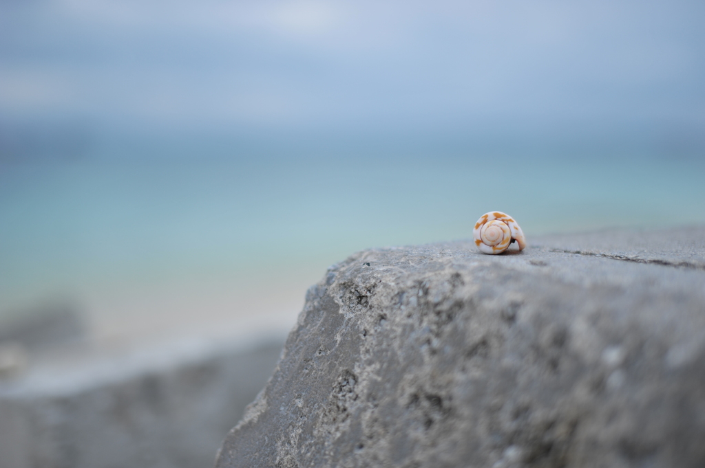沖縄の海と貝