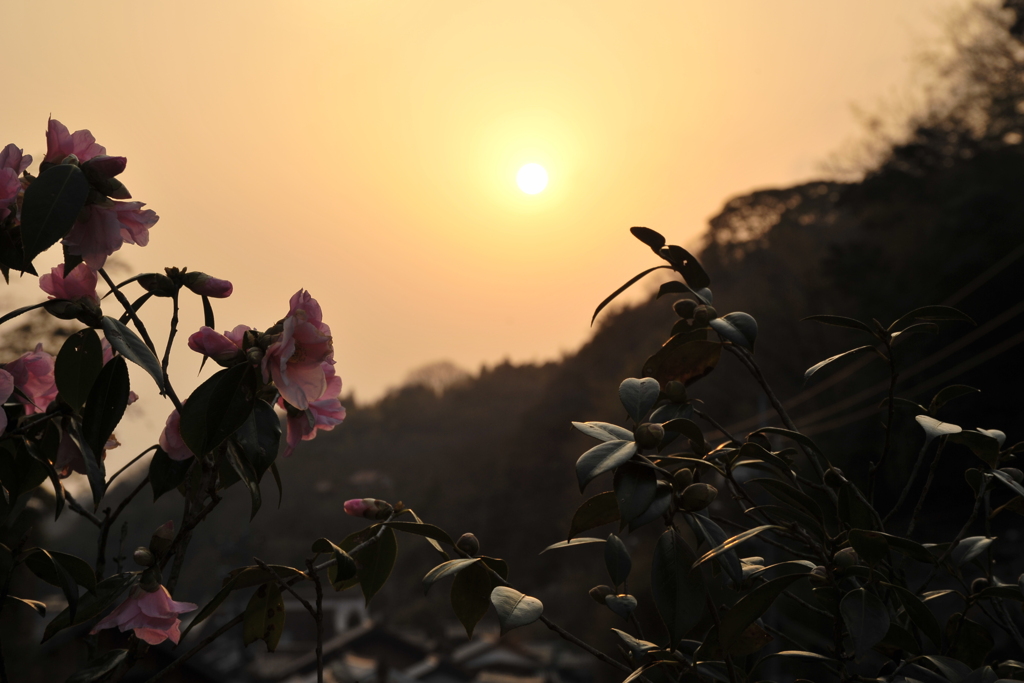 夕陽に染まるバラ