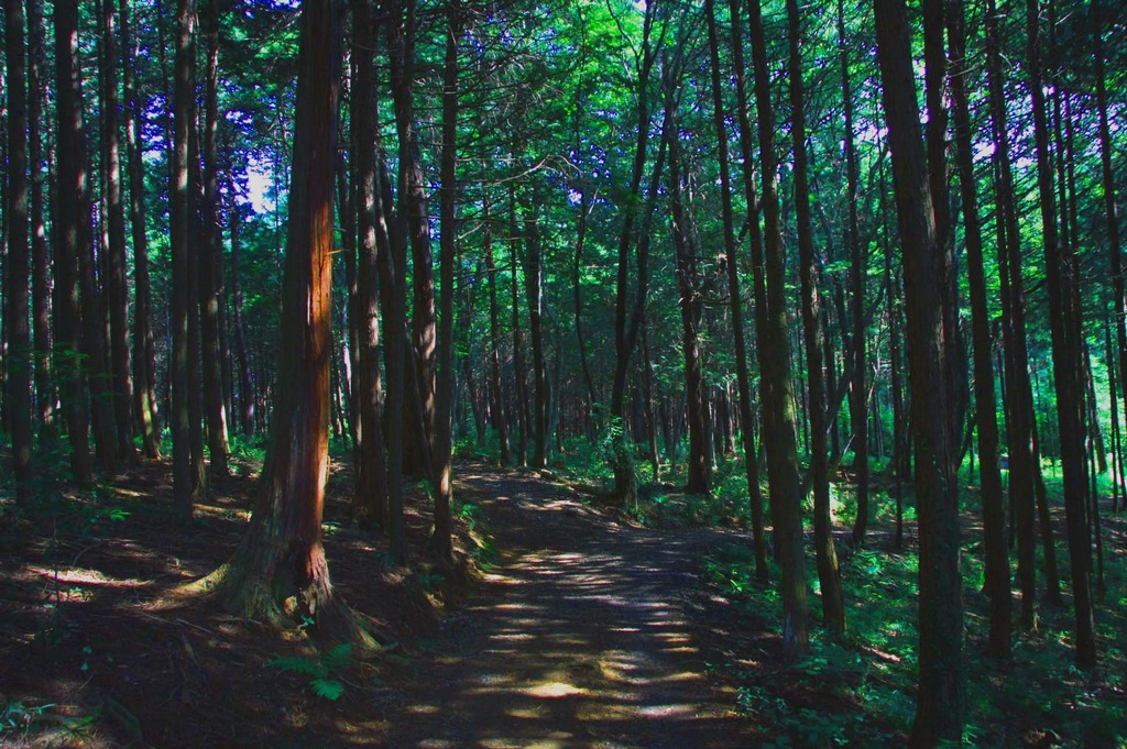 鎮守の森