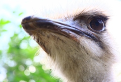 An ostrich