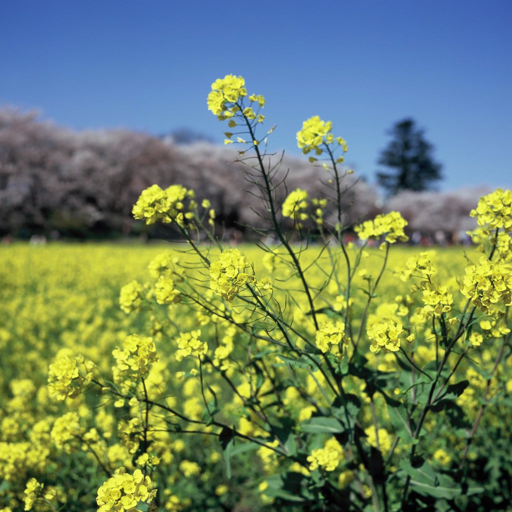 ローライで菜の花