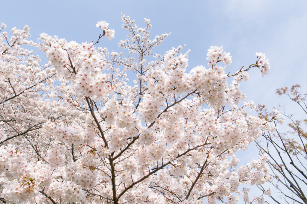 2013桜④