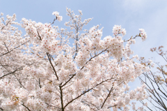 2013桜④
