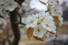 梨の花