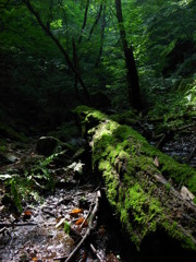 苔美景