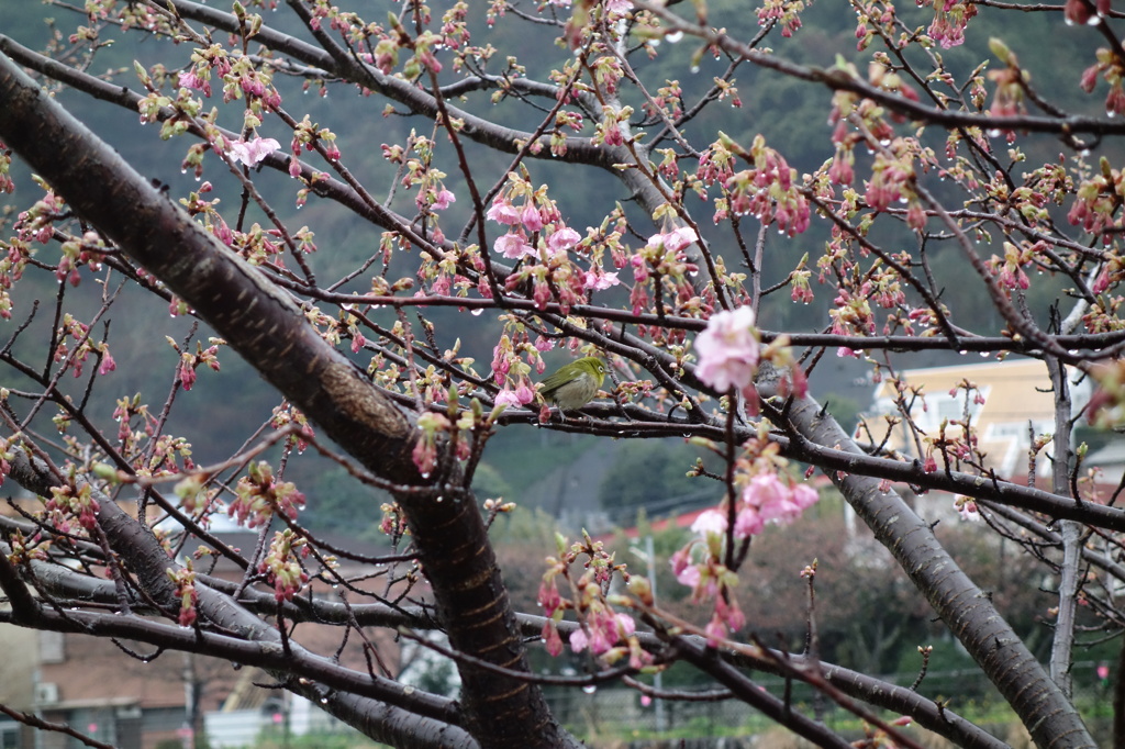 河津桜とメジロ