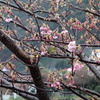 河津桜とメジロ