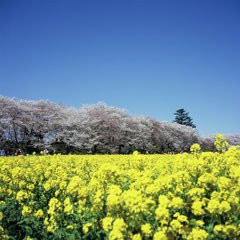 ローライで3color