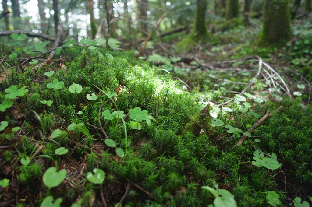 苔の森