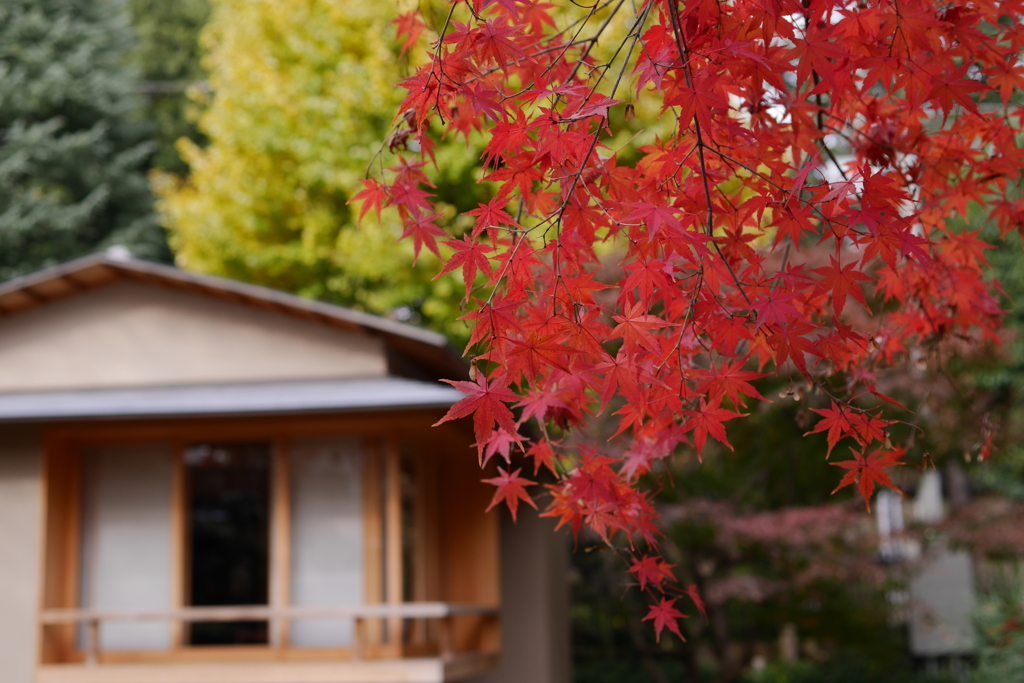 茶室と紅葉