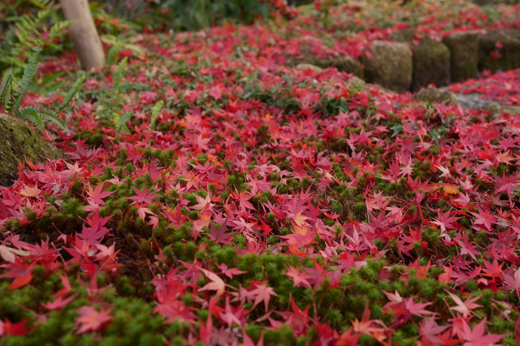 Green and Red