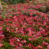 Green and Red