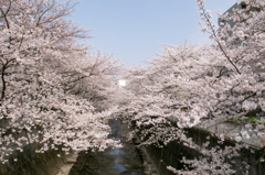 2013桜②