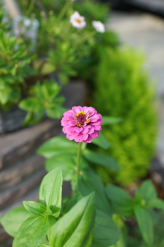 百日草