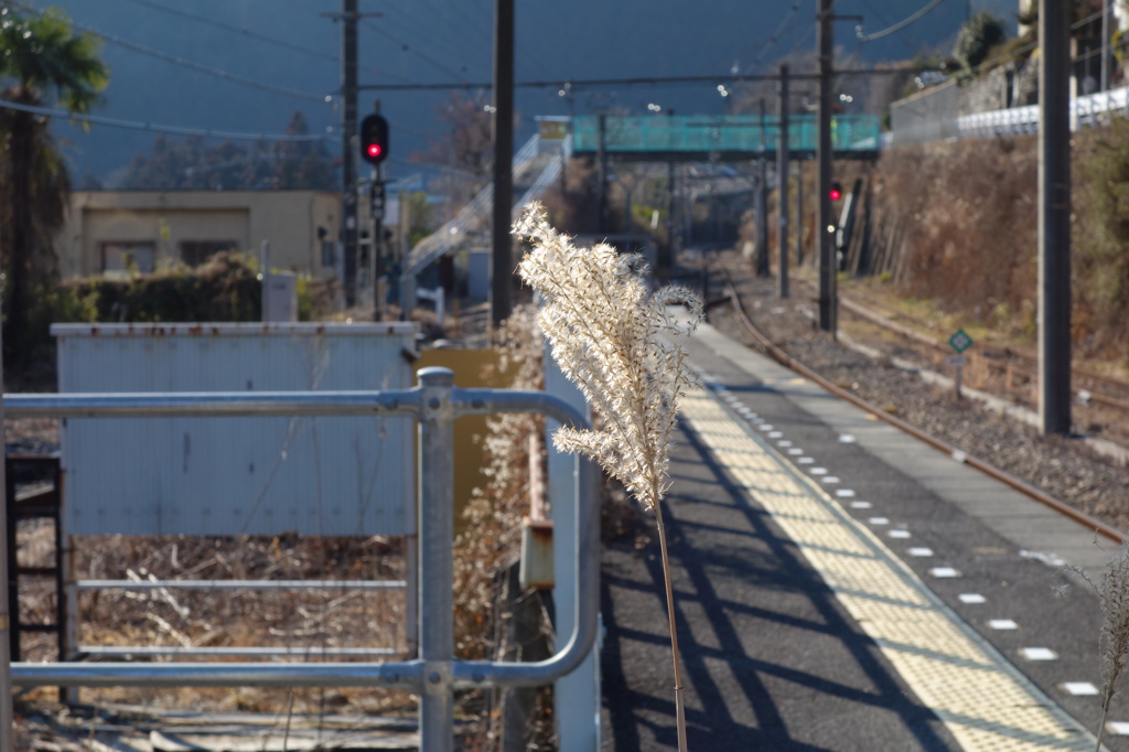 冬すすき