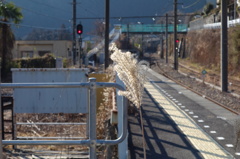 冬すすき