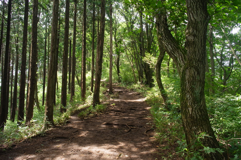 高尾陣馬縦走路