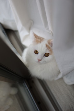 Eyes
