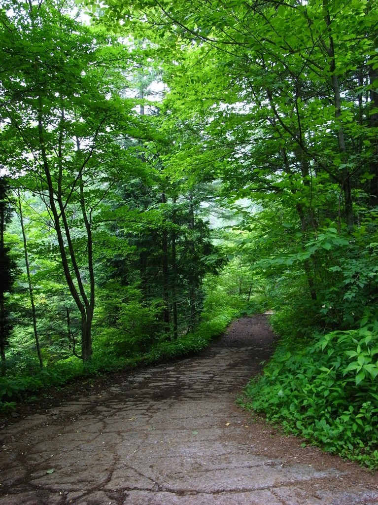 新緑道