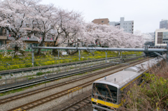 2013桜①
