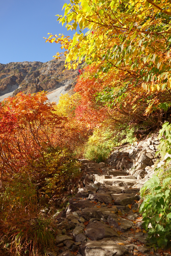 紅葉のトンネル