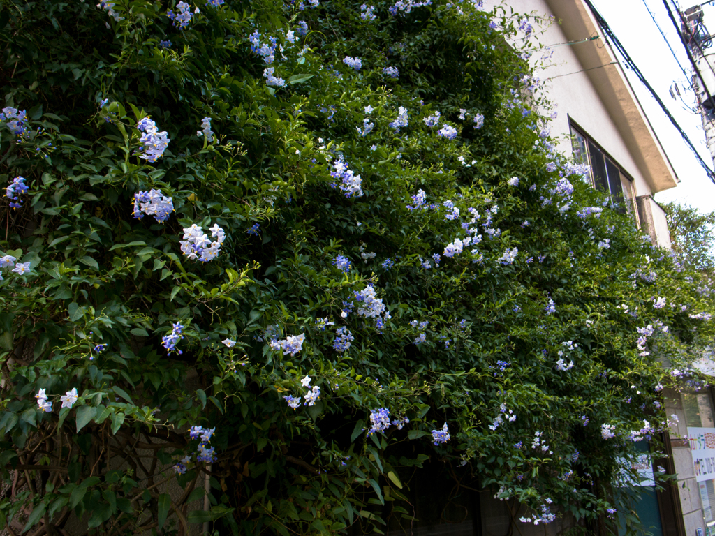 flower 2