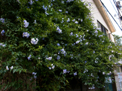 flower 2