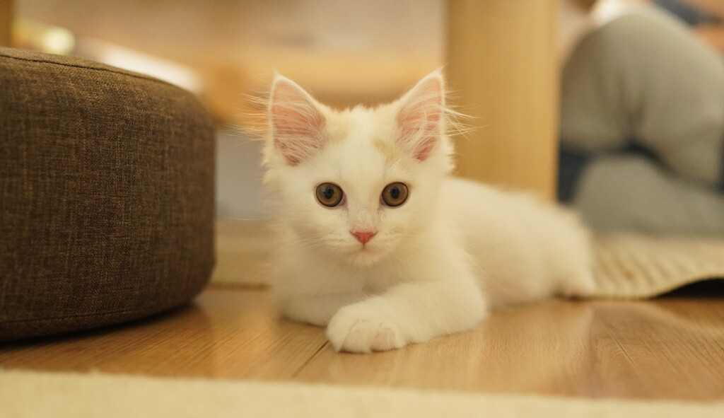 にゃに？