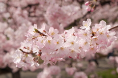 神代曙桜
