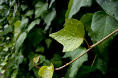 雨雫